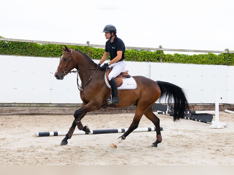 Zangersheider Hongre 4 Ans 165 cm Bai brun in Waddinxveen