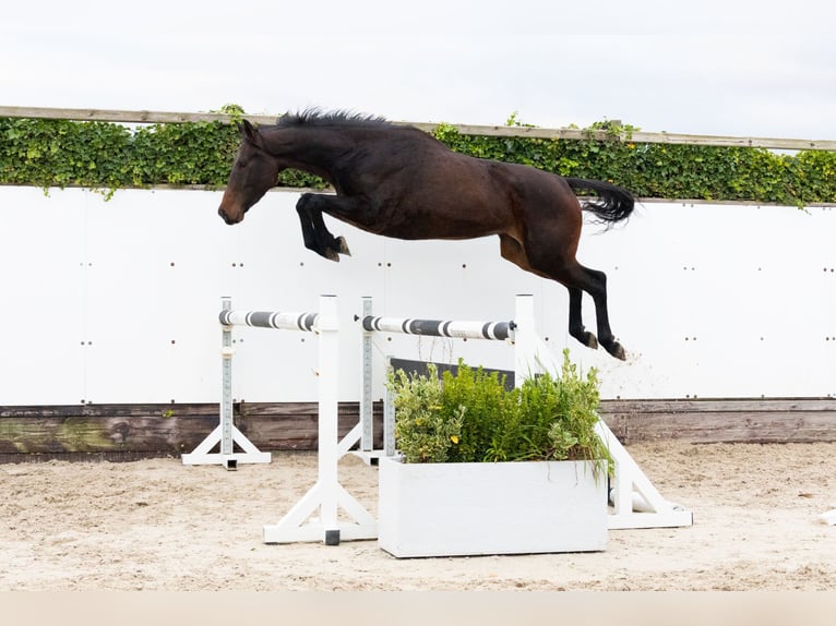 Zangersheider Hongre 4 Ans 165 cm Bai brun in Waddinxveen Zangersheider Hongre 4 Ans 165 cm Bai brun in Waddinxveen