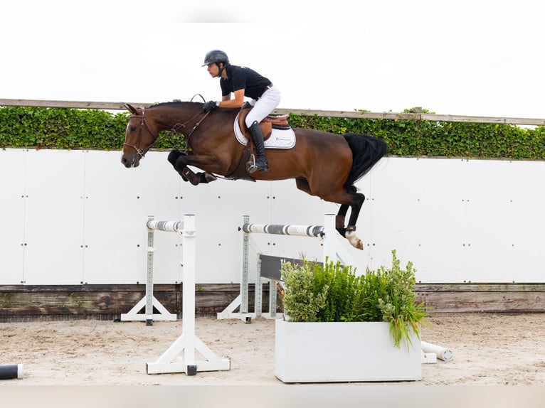 Zangersheider Hongre 4 Ans 165 cm Bai brun in Waddinxveen