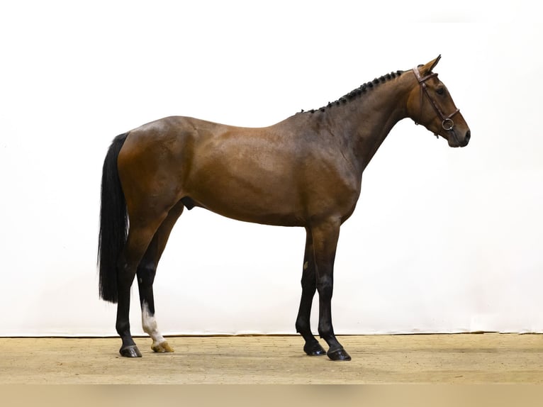 Zangersheider Hongre 4 Ans 165 cm Bai brun in Waddinxveen