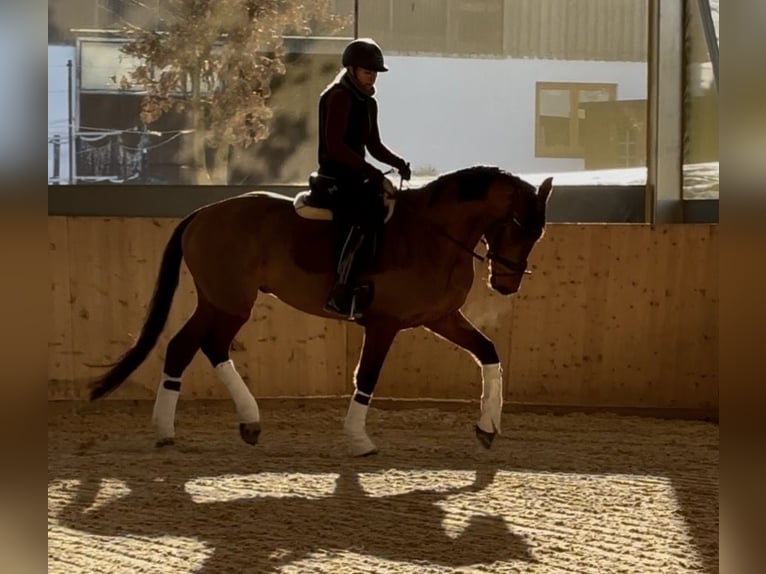 Zangersheider Hongre 4 Ans 165 cm Bai in Allershausen