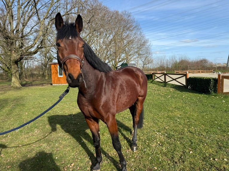 Zangersheider Hongre 4 Ans 165 cm Bai in Köln