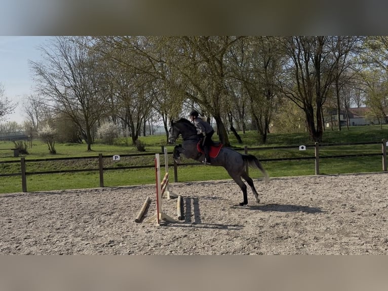 Zangersheider Hongre 4 Ans 165 cm Gris pommelé in Hopfgarten
