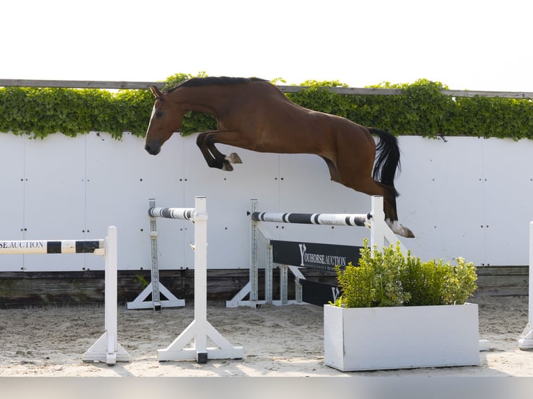 Zangersheider Hongre 4 Ans 166 cm Alezan in Waddinxveen
