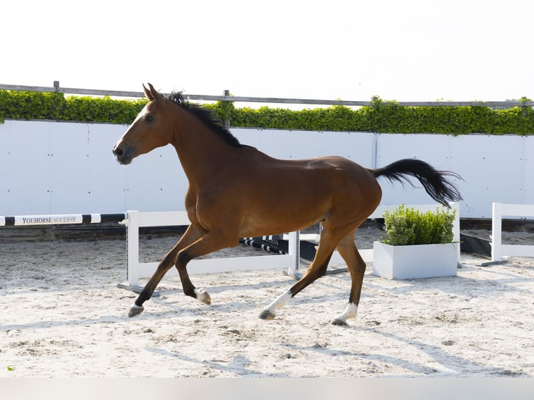 Zangersheider Hongre 4 Ans 166 cm Alezan in Waddinxveen
