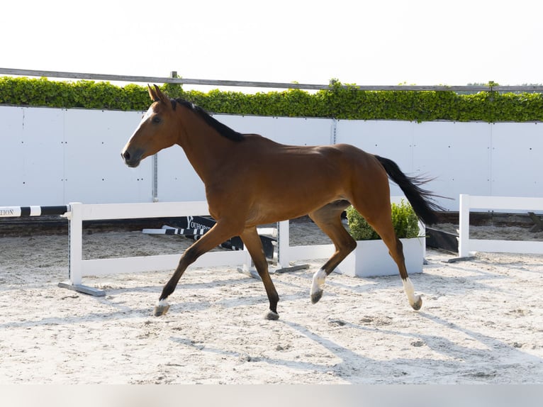 Zangersheider Hongre 4 Ans 166 cm Alezan in Waddinxveen