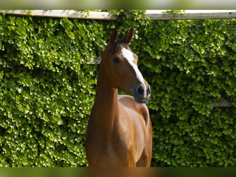 Zangersheider Hongre 4 Ans 166 cm Alezan in Waddinxveen