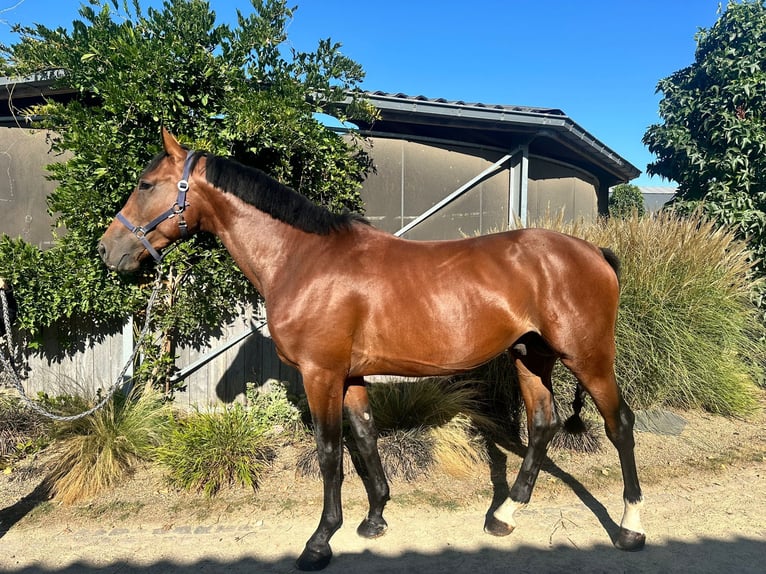 Zangersheider Hongre 4 Ans 166 cm Bai cerise in Bree