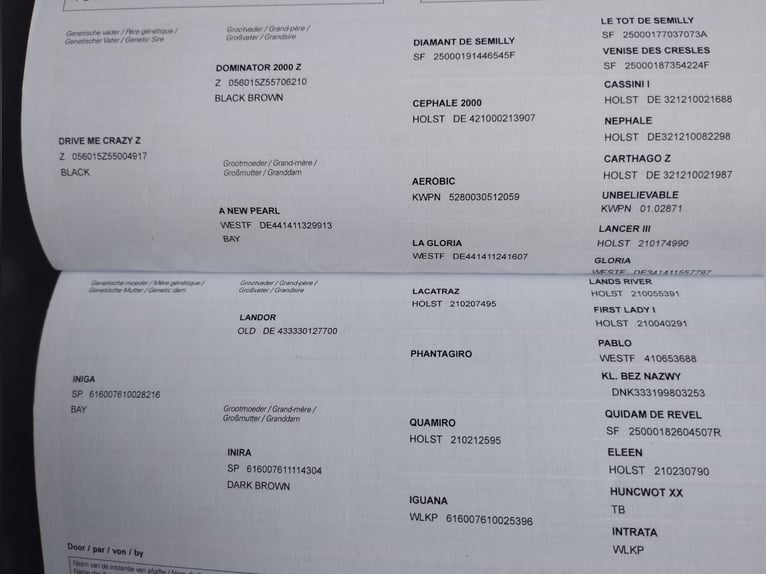 Zangersheider Hongre 4 Ans 166 cm Bai in Raciszów