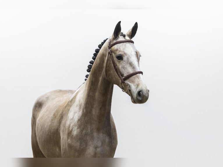 Zangersheider Hongre 4 Ans 166 cm  in Waddinxveen