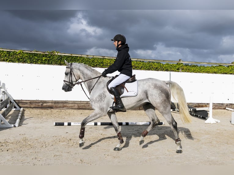 Zangersheider Hongre 4 Ans 166 cm Gris in Waddinxveen