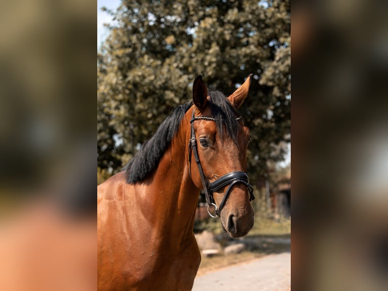 Zangersheider Hongre 4 Ans 167 cm Bai cerise in Kaleń-Towarzystwo