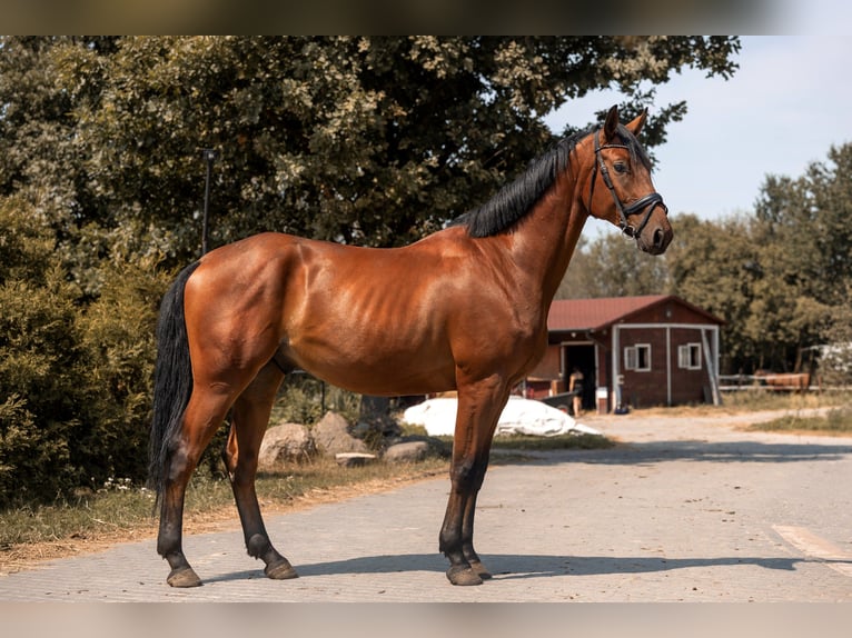 Zangersheider Hongre 4 Ans 167 cm Bai cerise in Kaleń-Towarzystwo