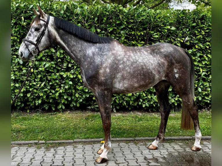 Zangersheider Hongre 4 Ans 167 cm Gris (bai-dun) in Havixbeck