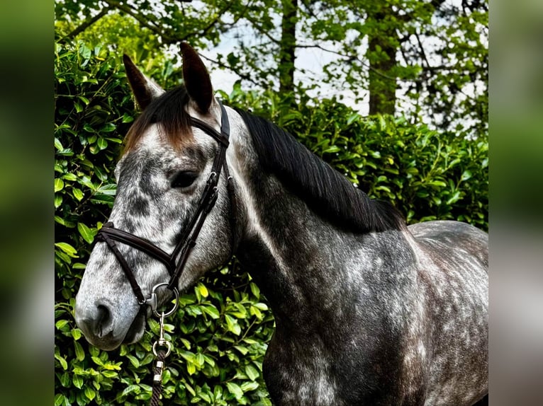 Zangersheider Hongre 4 Ans 167 cm Gris (bai-dun) in Havixbeck