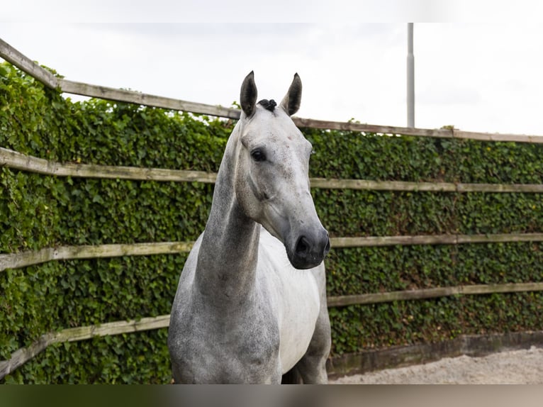 Zangersheider Hongre 4 Ans 167 cm Gris in Waddinxveen