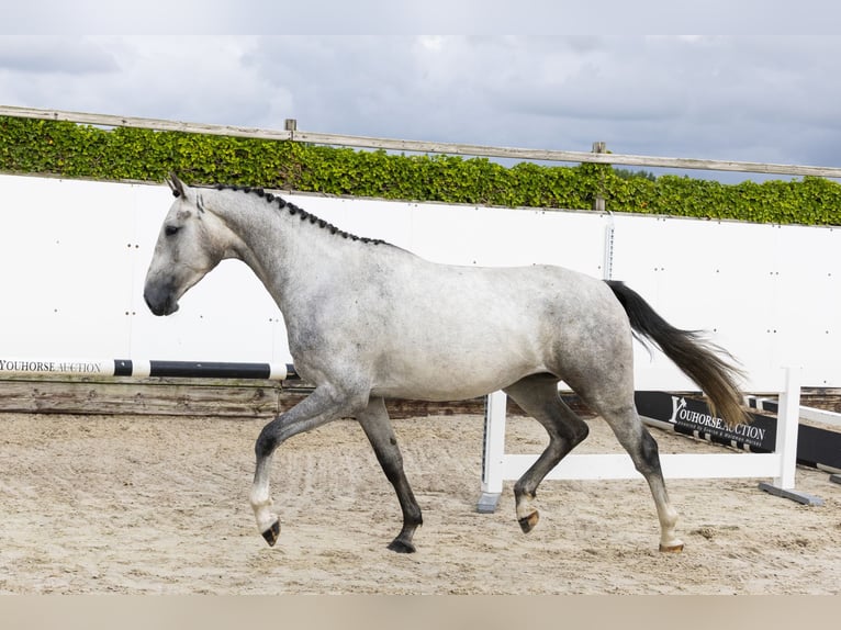 Zangersheider Hongre 4 Ans 167 cm Gris in Waddinxveen