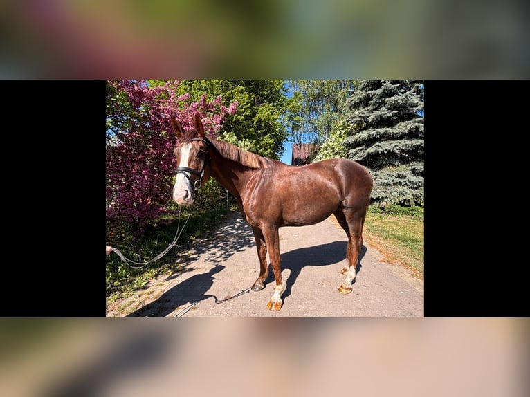 Zangersheider Hongre 4 Ans 168 cm Alezan in Stare Lubiejewo