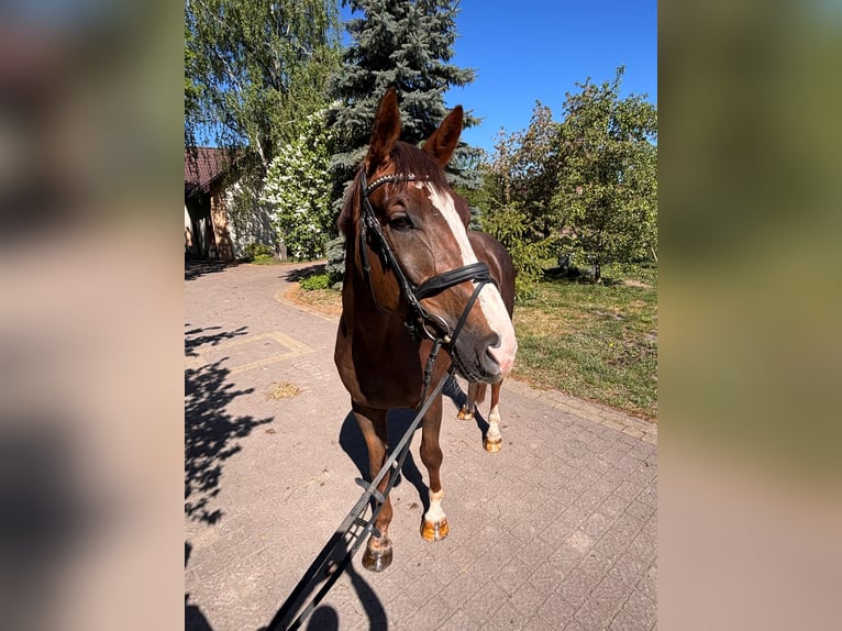 Zangersheider Hongre 4 Ans 168 cm Alezan in Stare Lubiejewo