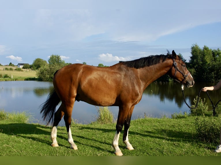 Zangersheider Hongre 4 Ans 168 cm Bai in Jaros&#x142;awiec