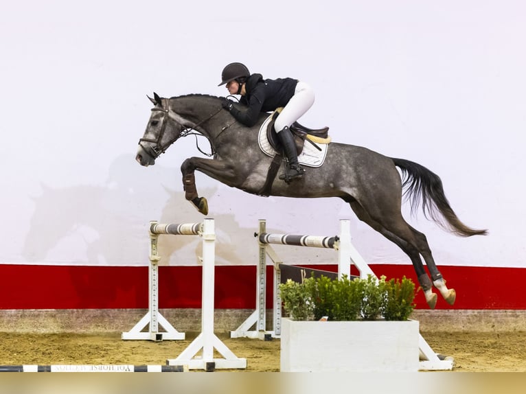 Zangersheider Hongre 4 Ans 168 cm Gris in Waddinxveen