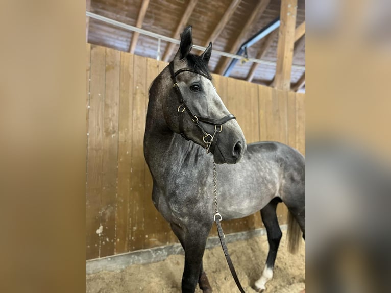 Zangersheider Hongre 4 Ans 168 cm Gris in Wisła