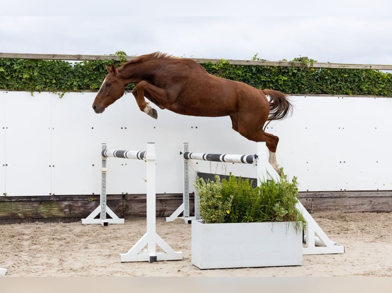 Zangersheider Hongre 4 Ans 169 cm Alezan brûlé in Waddinxveen
