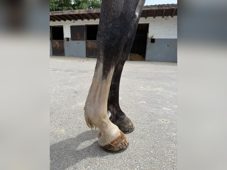 Zangersheider Hongre 4 Ans 169 cm Gris in Kaulille