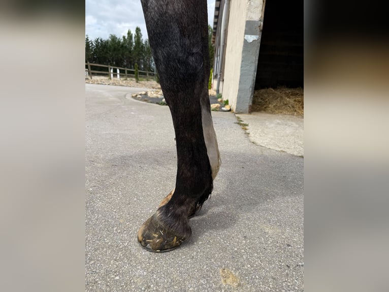 Zangersheider Hongre 4 Ans 169 cm Gris in Kaulille