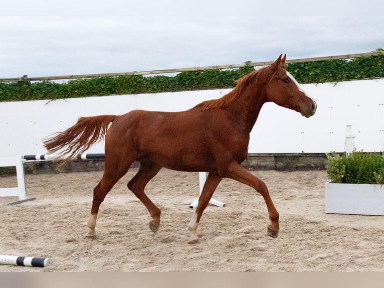 Zangersheider Hongre 4 Ans 170 cm Alezan in Waddinxveen