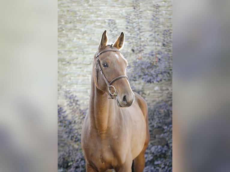 Zangersheider Hongre 4 Ans 170 cm Bai in GROTE-BROGEL