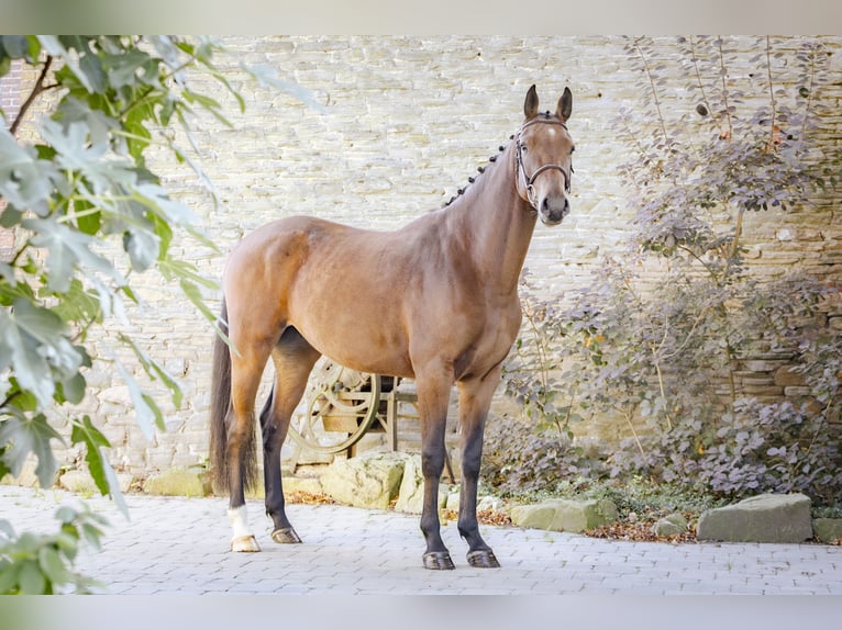 Zangersheider Hongre 4 Ans 170 cm Bai in GROTE-BROGEL