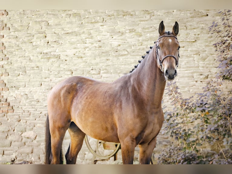 Zangersheider Hongre 4 Ans 170 cm Bai in GROTE-BROGEL