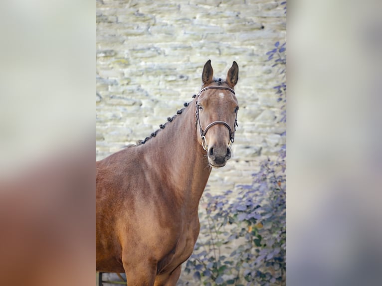 Zangersheider Hongre 4 Ans 170 cm Bai in GROTE-BROGEL