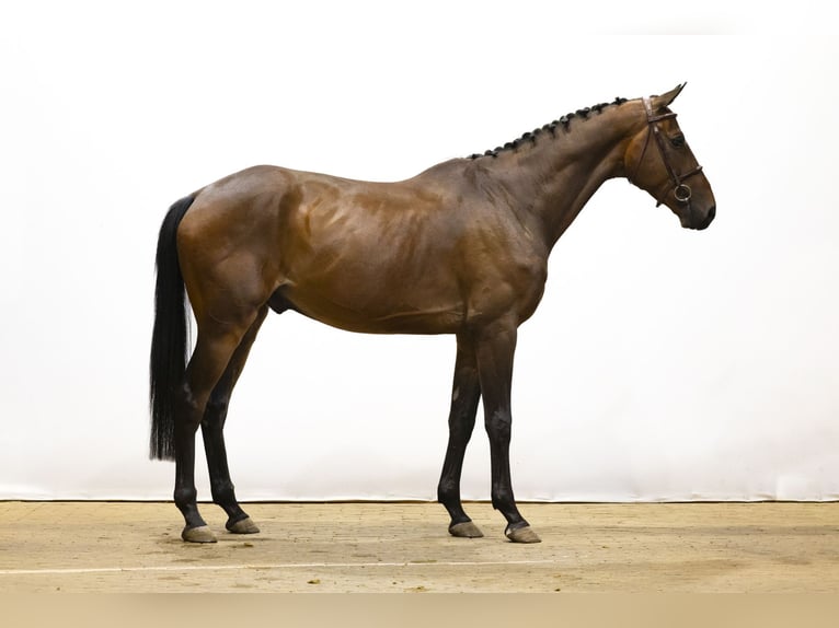 Zangersheider Hongre 4 Ans 171 cm Bai in Waddinxveen