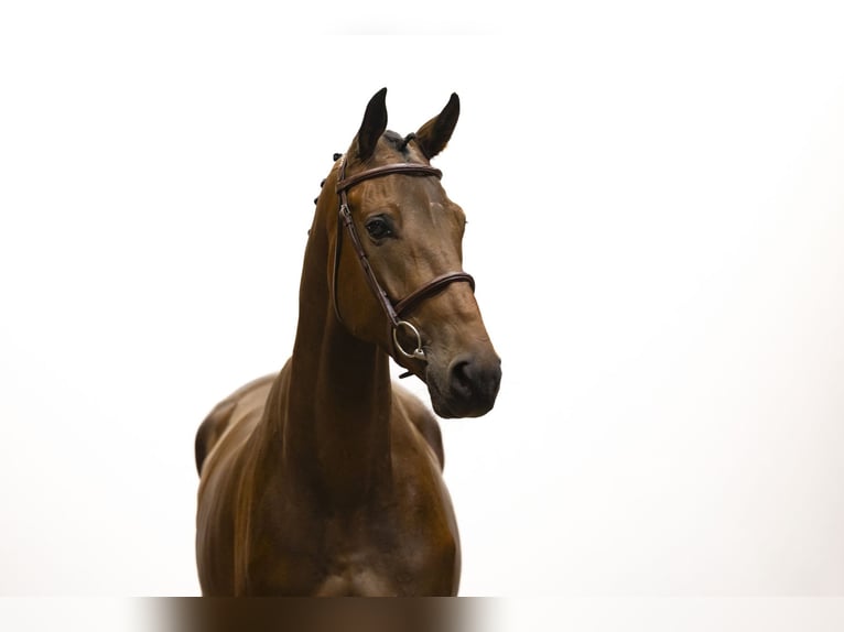 Zangersheider Hongre 4 Ans 171 cm Bai in Waddinxveen