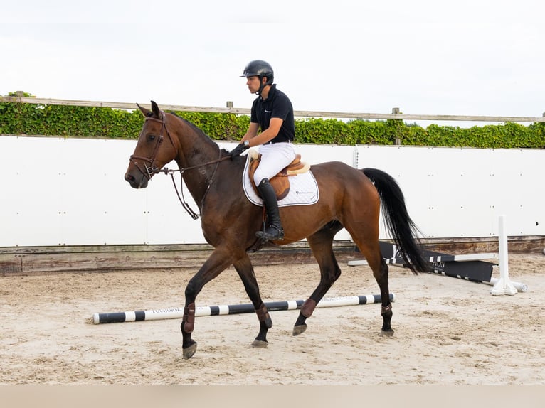 Zangersheider Hongre 4 Ans 171 cm Bai in Waddinxveen
