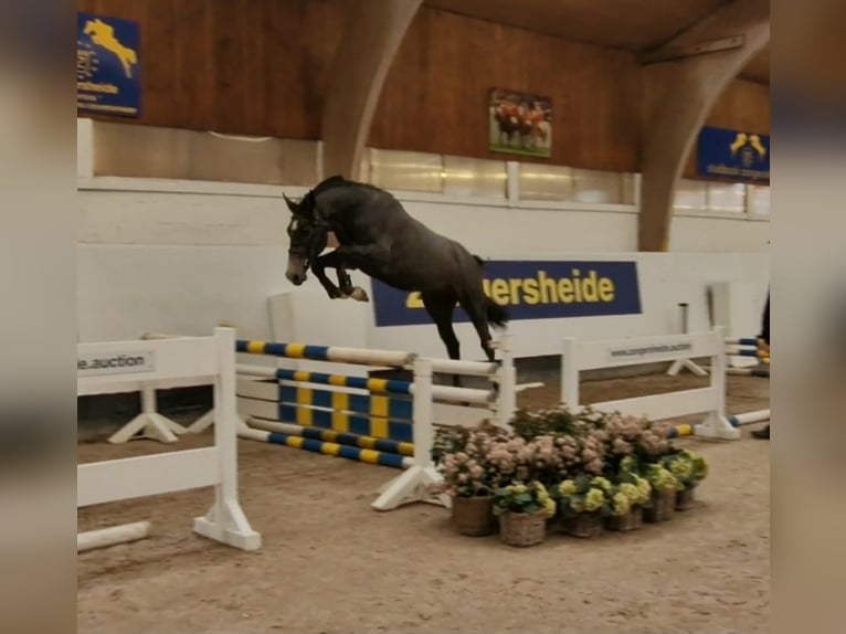 Zangersheider Hongre 4 Ans 172 cm Gris in Les Maroëlles