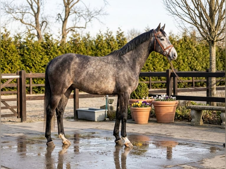 Zangersheider Hongre 4 Ans 172 cm Gris in Mõr