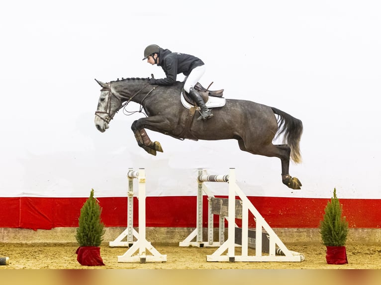 Zangersheider Hongre 4 Ans 172 cm Gris in Waddinxveen