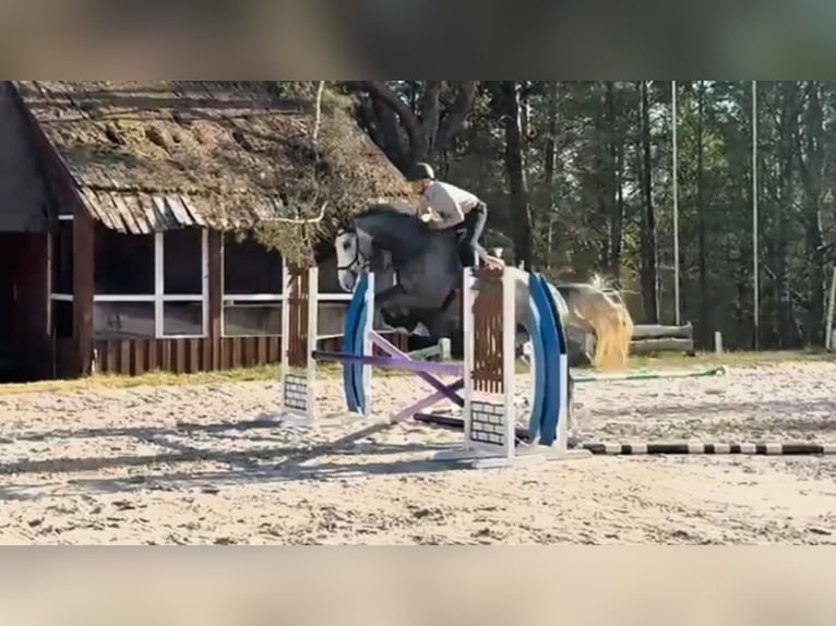 Zangersheider Hongre 4 Ans 174 cm Gris in Skarszewy