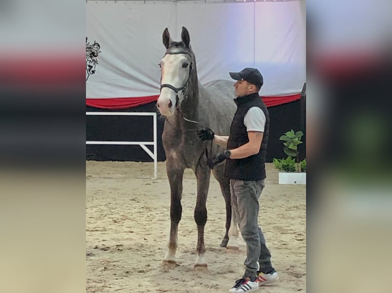 Zangersheider Hongre 4 Ans 174 cm Gris in Skarszewy