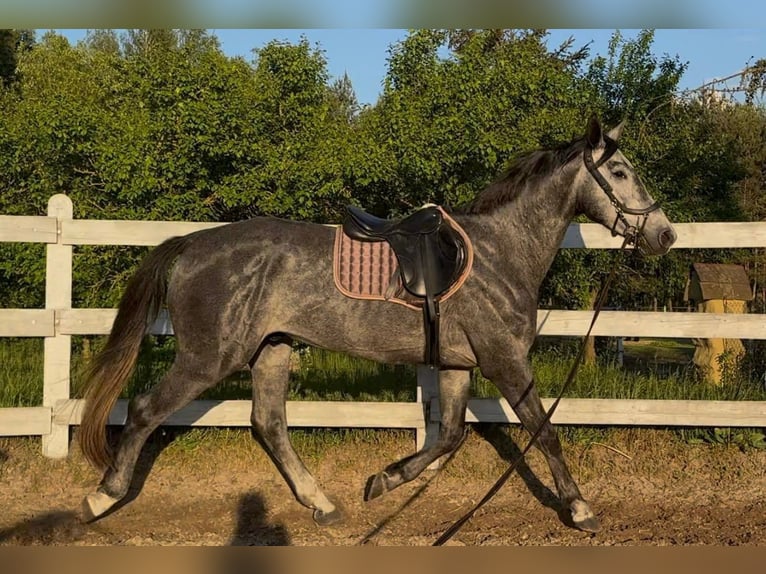 Zangersheider Hongre 4 Ans 175 cm Gris in Santok Zangersheider Hongre 4 Ans 175 cm Gris in Santok