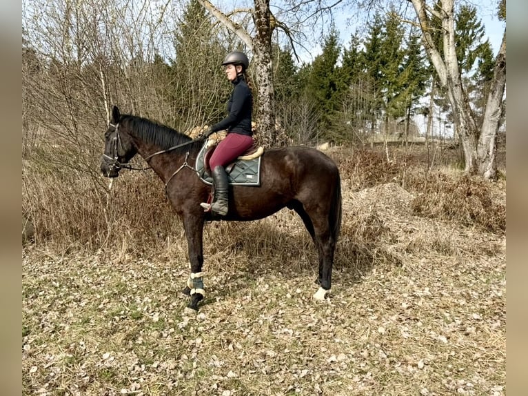 Zangersheider Hongre 4 Ans 178 cm Noir in Pelmberg