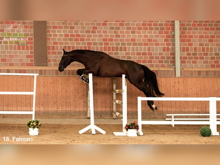 Zangersheider Hongre 4 Ans Bai brun in Bocholt