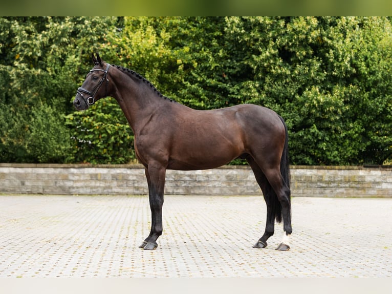 Zangersheider Hongre 4 Ans Bai brun in Bocholt
