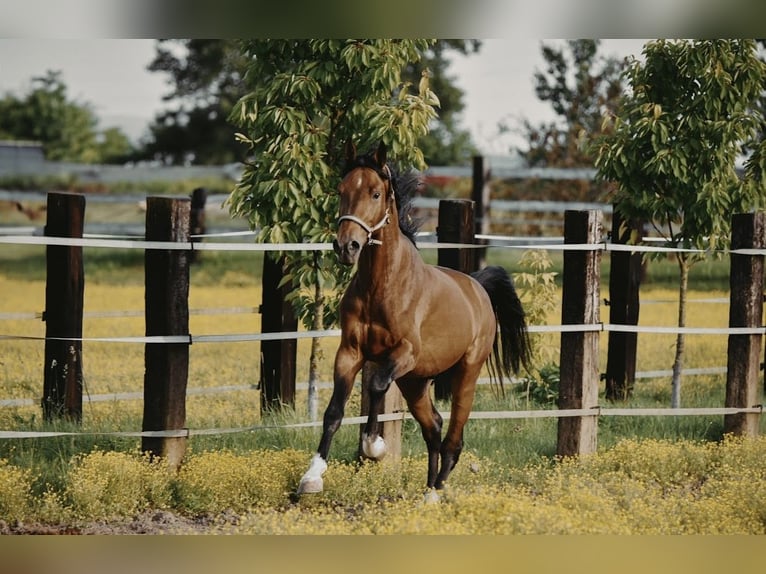 Zangersheider Hongre 4 Ans in Zagreb