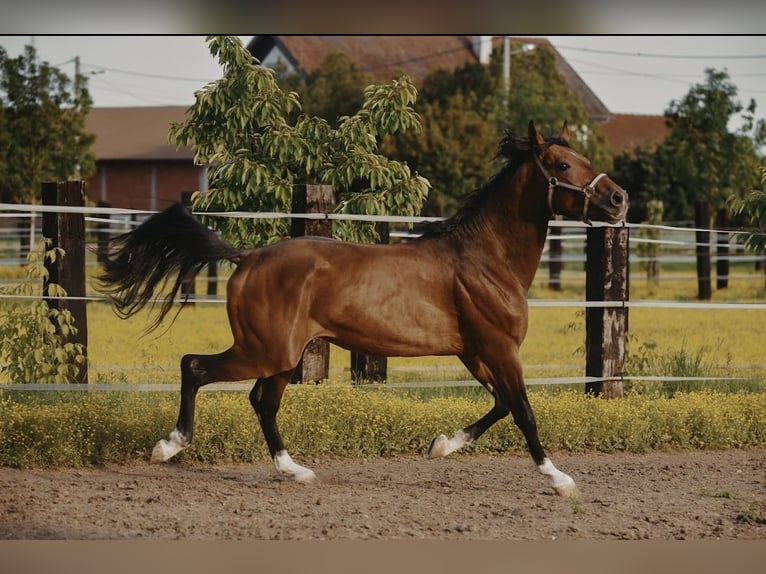 Zangersheider Hongre 4 Ans in Zagreb
