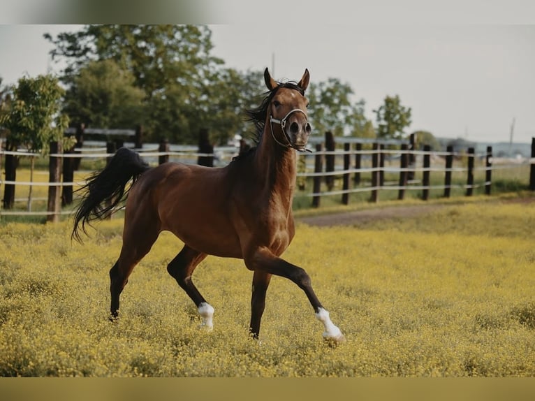 Zangersheider Hongre 4 Ans in Zagreb