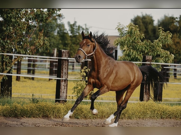 Zangersheider Hongre 4 Ans in Zagreb